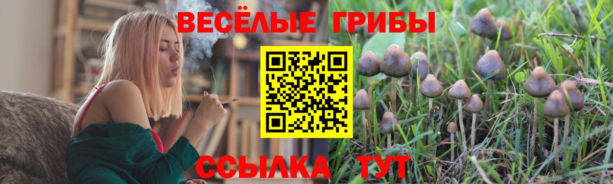 Галлюциногенные грибы прущие грибы  Вход с VPN  Дальнегорск  Галлюциногенные грибы Psilocybe 